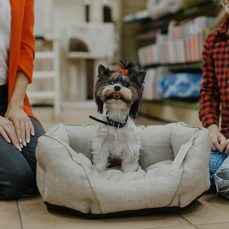 Dogs Beds