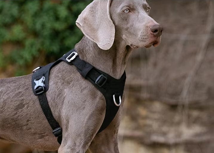 Dogs and Cats Boutique 11 Explosion-proof dog harness for walking the dog (To Get Done)