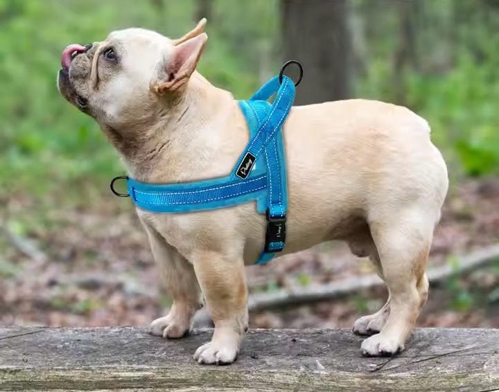 Dogs and Cats Boutique 11 No-Pull Padded Dog Harness