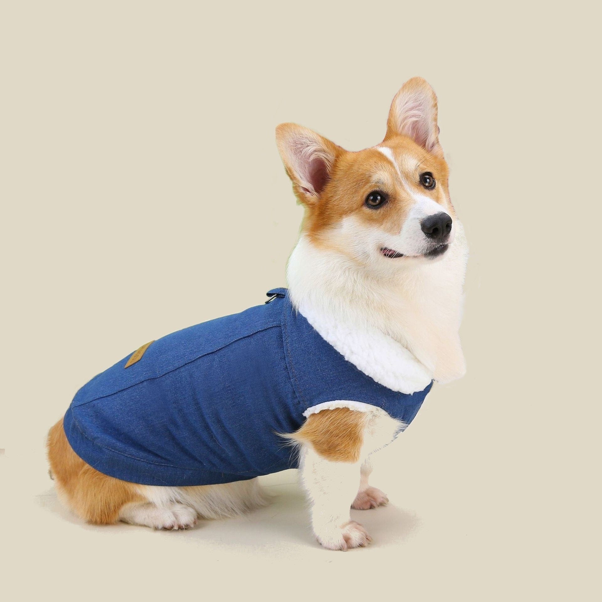 Dogs and Cats Boutique 5 Dark Blue / S Chic Corgi Denim Dog Coat