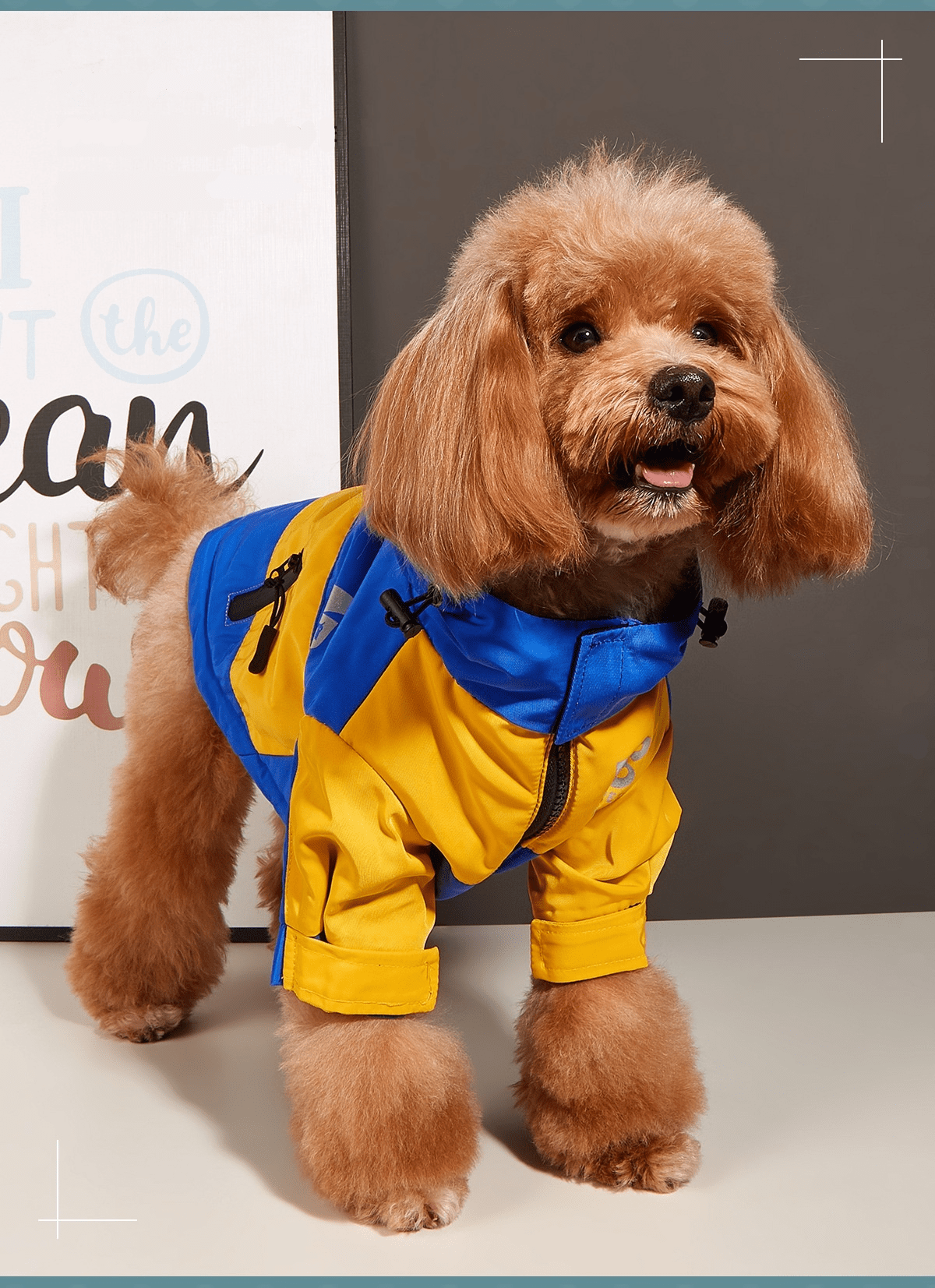 Dogs and Cats Boutique 6 Blue And Yellow / XS Dog Clothes Jacket Autumn And Winter Waterproof Warm Raincoat (To Get Done)