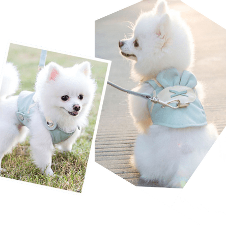 Dogs and Cats Boutique 11 Beauty Walking Harness Set