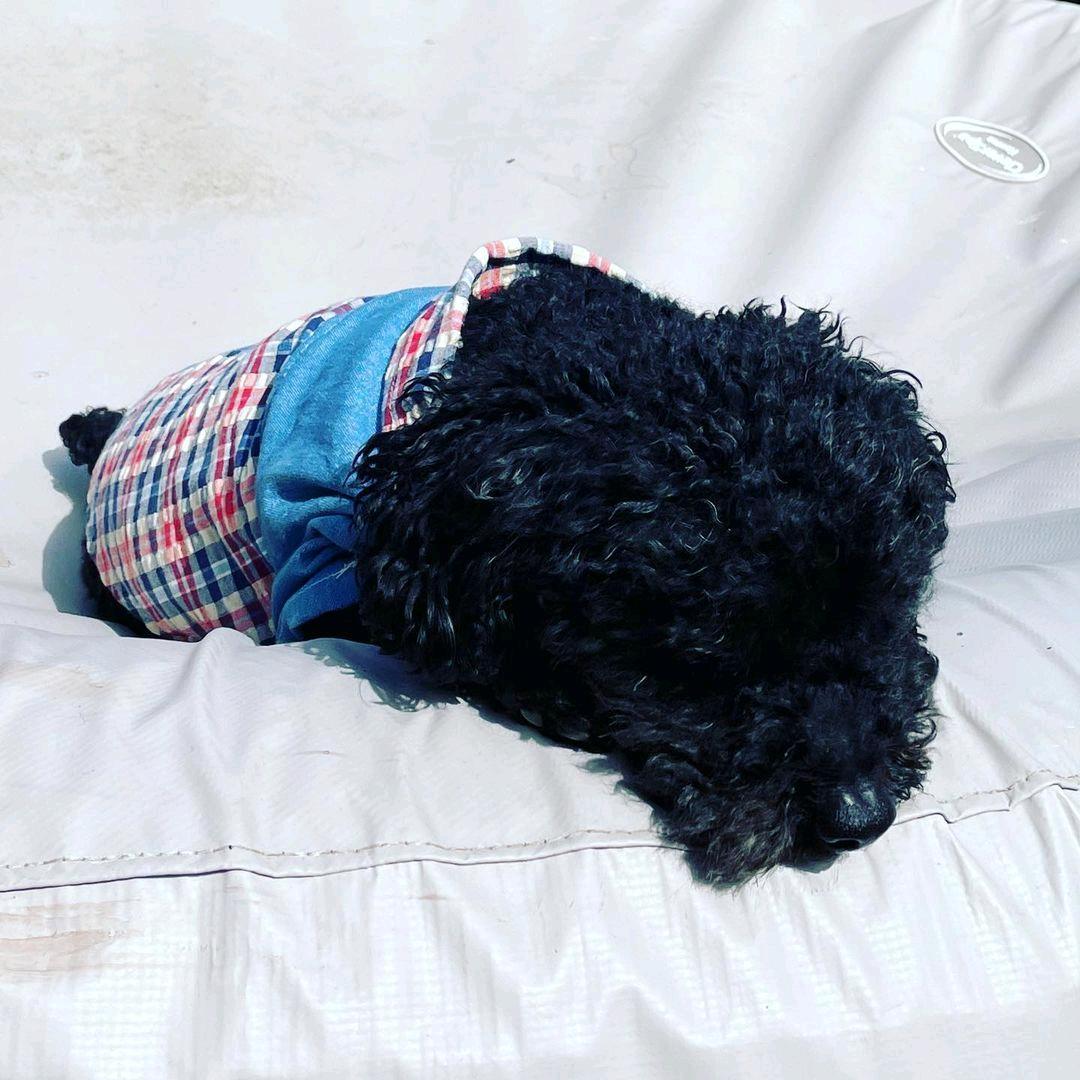 Dogs and Cats Boutique 3 Plaid Stitching Bichon Poodle Shirt