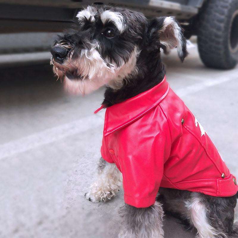 Dogs and Cats Boutique 5 Skate Board 1983 Warm Dog Jacket